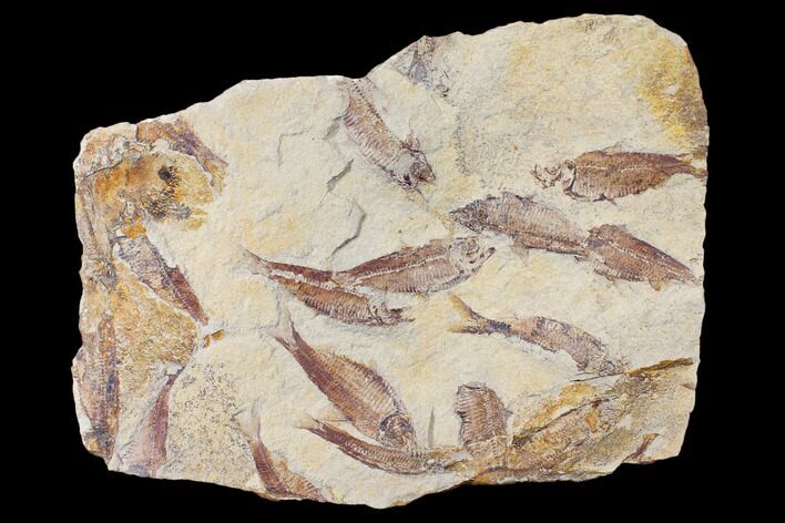 Fossil Fish (Gosiutichthys) Mortality Plate - Lake Gosiute #130038